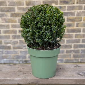 Taxus Baccata Ball (Ball Sizes 25-30cm) Yew Balls - image 1