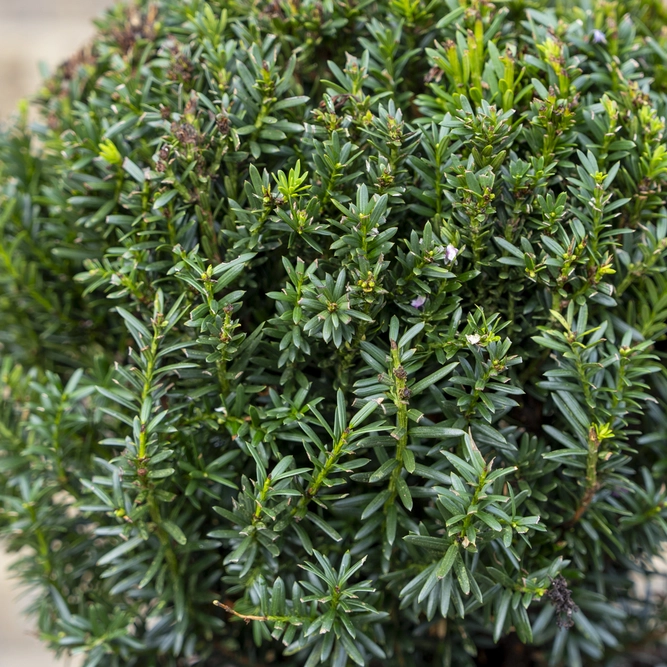 Taxus Baccata Ball (Ball Sizes 25-30cm) Yew Balls - image 2