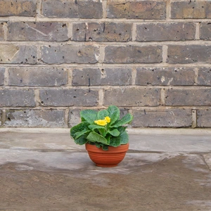 Terracotta Ribbed Bowl D13cm x H7cm - image 3