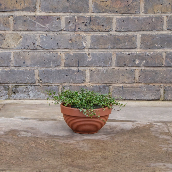 Terracotta Ribbed Bowl D19cm x H10cm - image 3