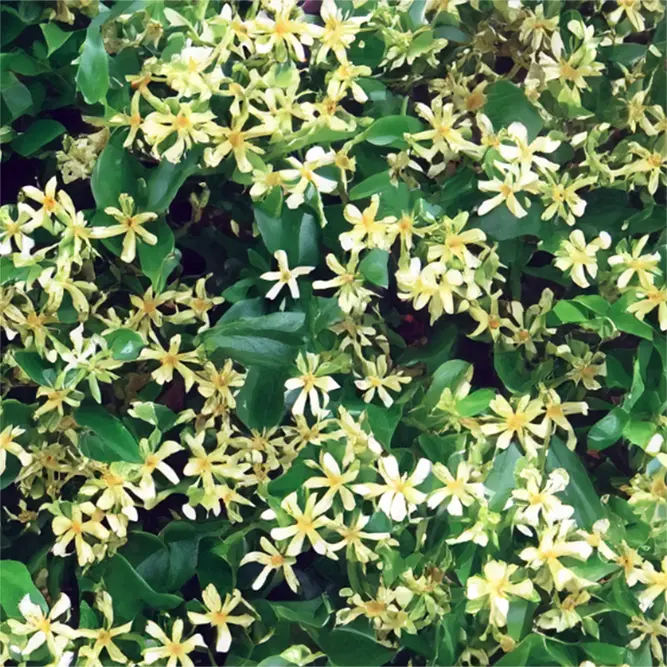 Trachelospermum 'Chili Vanilla' (Pot Size 3L) Star Jasmine - image 3