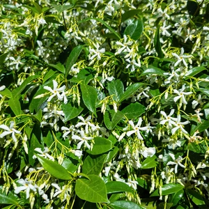 Trachelospermum jasminoides - Trachelospermum Star Jasmine