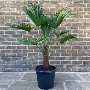 Trachycarpus Wagnerianus ( 32cm ) Wagners Fan Palm - image 1