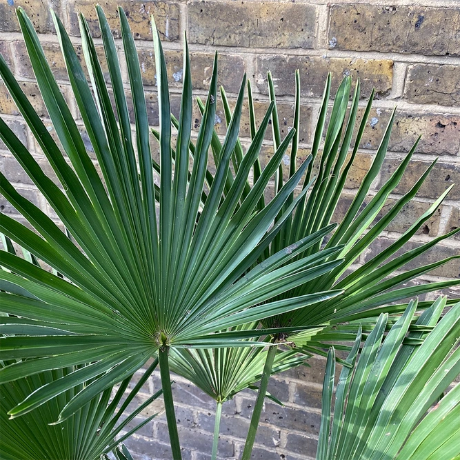 Trachycarpus Wagnerianus ( 32cm ) Wagners Fan Palm - image 2