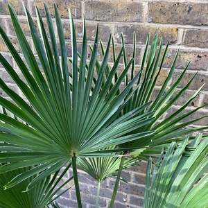 Trachycarpus Wagnerianus ( 32cm ) Wagners Fan Palm - image 2
