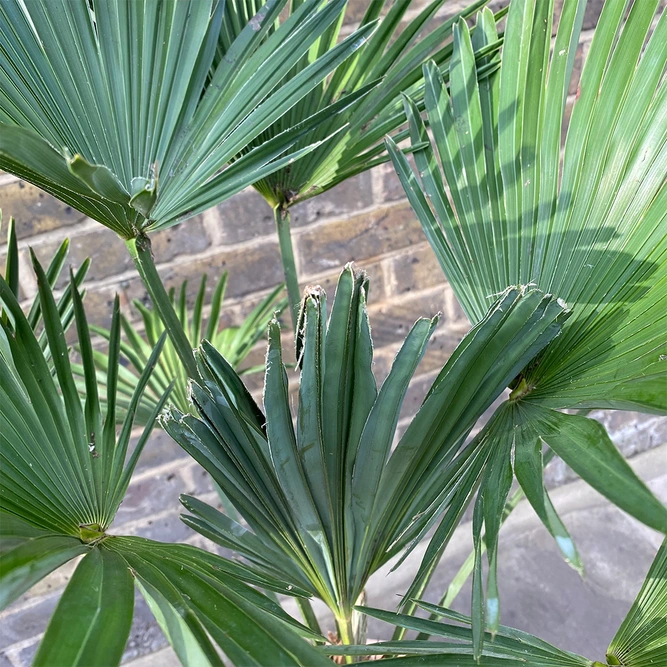 Trachycarpus Wagnerianus ( 32cm ) Wagners Fan Palm - image 3