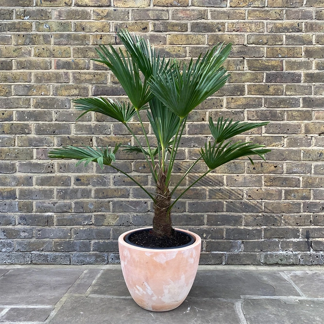 Trachycarpus Wagnerianus ( 32cm ) Wagners Fan Palm - image 4