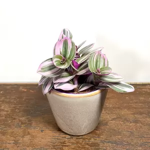 Tradescantia albiflora 'Nanouk' (Pot Size 7cm)