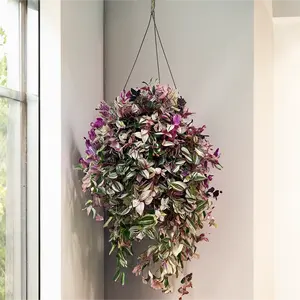 Tradescantia flumiensis 'Quadricolour' (Hanging Pot 19cm)