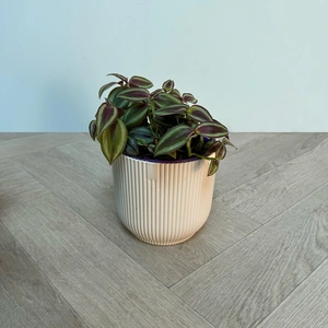 Tradescantia 'Purp Passion' (Pot Size 12cm) Purple Passion Plant - image 2