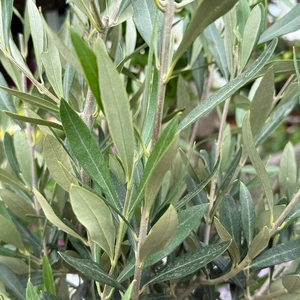 Tuscan Bliss Spiral Olive Planter - image 4