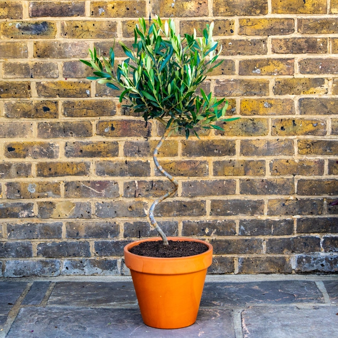 Tuscan Bliss Spiral Olive Planter - image 1