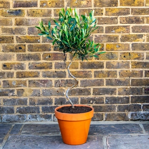 Tuscan Bliss Spiral Olive Planter