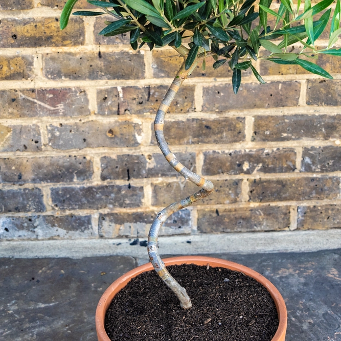 Tuscan Bliss Spiral Olive Planter - image 3