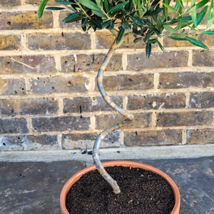 Tuscan Bliss Spiral Olive Planter - image 3