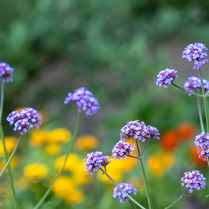 Verbena  bonariensis 'Lollipop' (Pot Size 3L) Argentinian vervain - image 1