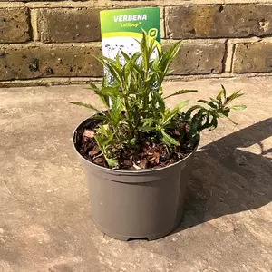 Verbena  bonariensis 'Lollipop' (Pot Size 2L) Argentinian vervain - image 2