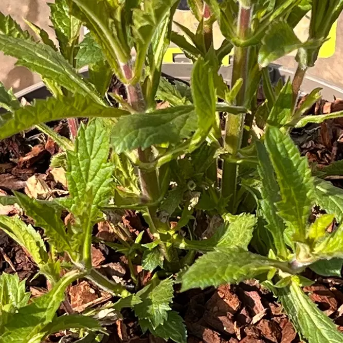 Verbena  bonariensis 'Lollipop' (Pot Size 2L) Argentinian vervain - image 3