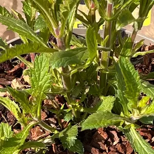 Verbena  bonariensis 'Lollipop' (Pot Size 2L) Argentinian vervain - image 3