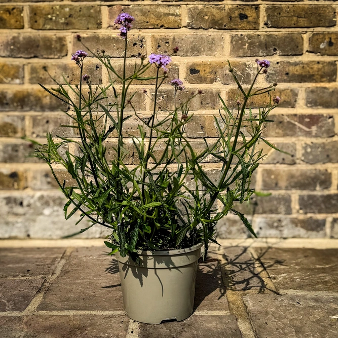 Verbena  bonariensis 'Lollipop' (Pot Size 3L) Argentinian vervain - image 2