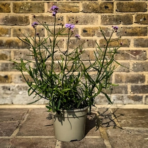 Verbena  bonariensis 'Lollipop' (Pot Size 3L) Argentinian vervain - image 2