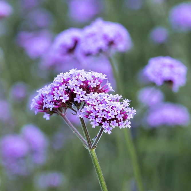 Verbena bonariensis (Pot Size 2L) - Purpletop vervain - image 1