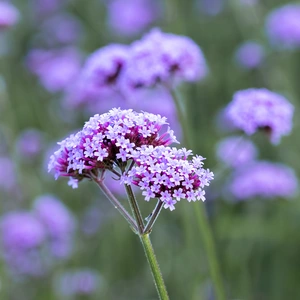 Verbena bonariensis - Purpletop vervain