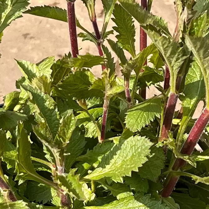 Verbena bonariensis (Pot Size 2L) - Purpletop vervain - image 3