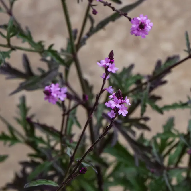 Verbena officinalis ‘Bampton’ (Pot Size 15cm) Bampton Vervain - image 1