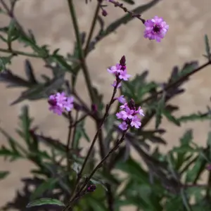 Verbena officinalis ‘Bampton’ (Pot Size 15cm) Bampton Vervain - image 1