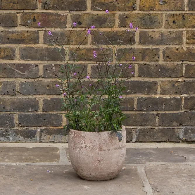Verbena officinalis ‘Bampton’ (Pot Size 15cm) Bampton Vervain - image 3