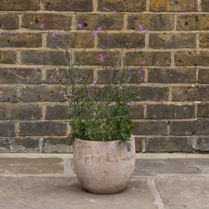Verbena officinalis ‘Bampton’ (Pot Size 15cm) Bampton Vervain - image 3
