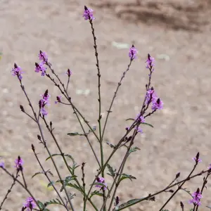 Verbena officinalis ‘Bampton’ (Pot Size 15cm) Bampton Vervain - image 4