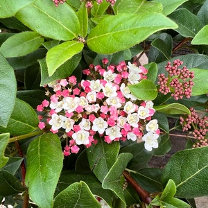 Viburnum tinus 'Lisa Rose' (10L) Viburnum Laurustinus - image 1