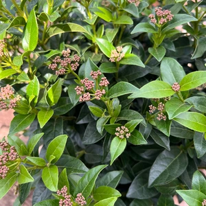 Viburnum tinus (26cm) Laurustinus
