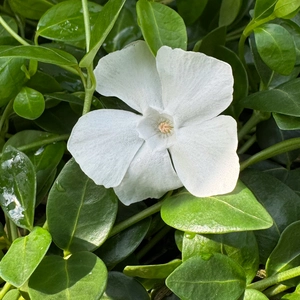 Vinca minor 'Gertrude Jekyll' (Pot Size 13cm) - Lesser Periwinkle - image 2