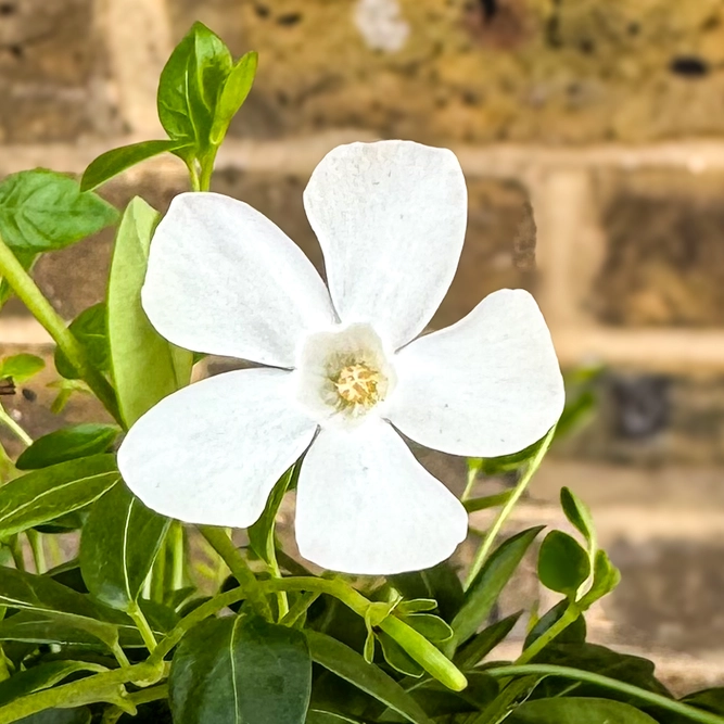 Vinca minor 'Gertrude Jekyll' (Pot Size 13cm) - Lesser Periwinkle - image 1