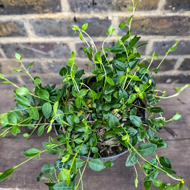 Vinca minor 'Gertrude Jekyll' (Pot Size 13cm) - Lesser Periwinkle - image 3