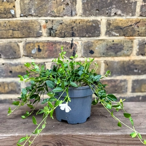 Vinca minor 'Gertrude Jekyll' (Pot Size 13cm) - Lesser Periwinkle - image 4