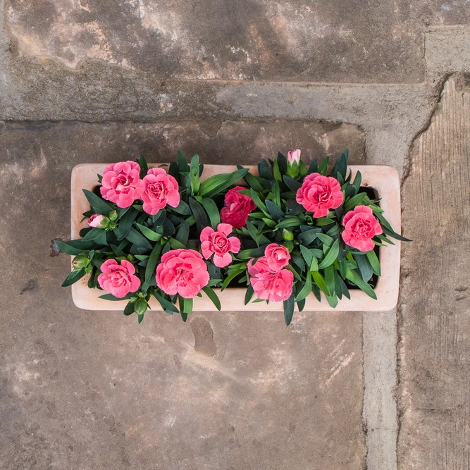 Whitewash Terracotta Handmade Outdoor Trough Planter (Pot size D30cm x H16cm) Outdoor Plant Pot - image 4