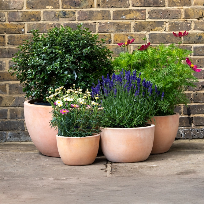 Whitewash Terracotta Low Egg Planter (D30cm x H20cm) Handmade Outdoor Plant Pot - image 2