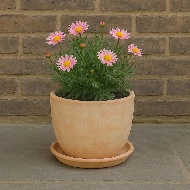 Whitewash Terracotta Saucer Large (D43cm) Handmade Outdoor Plant Pot Saucer - image 4